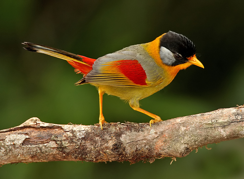 images/2009-Silver-eared-Mesia.jpg