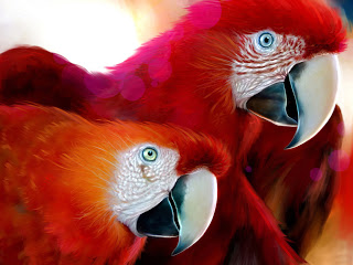 images/macaws.jpg